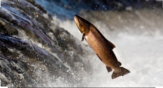 Salmon fish jump in the river